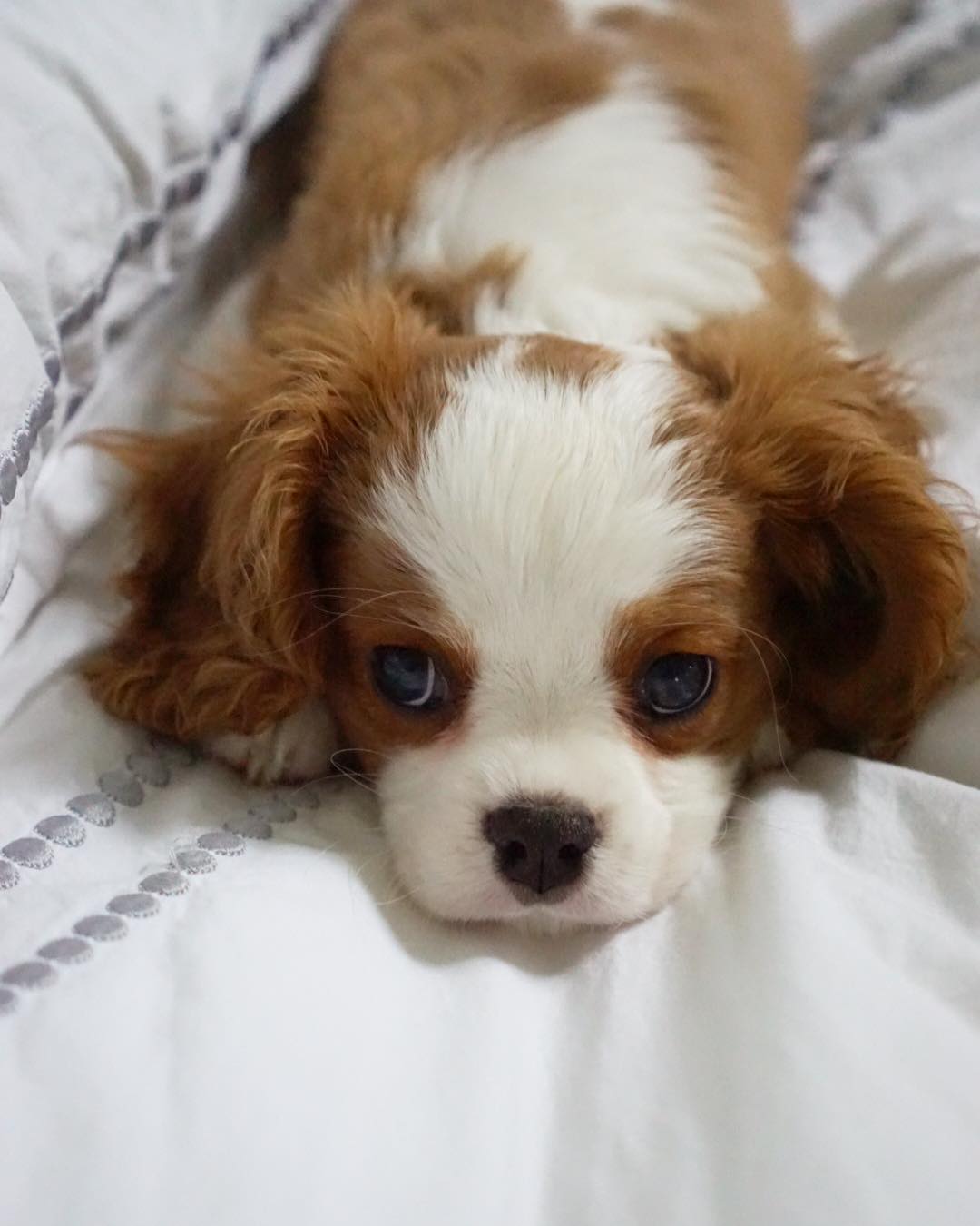 Kiria Female - Image 3