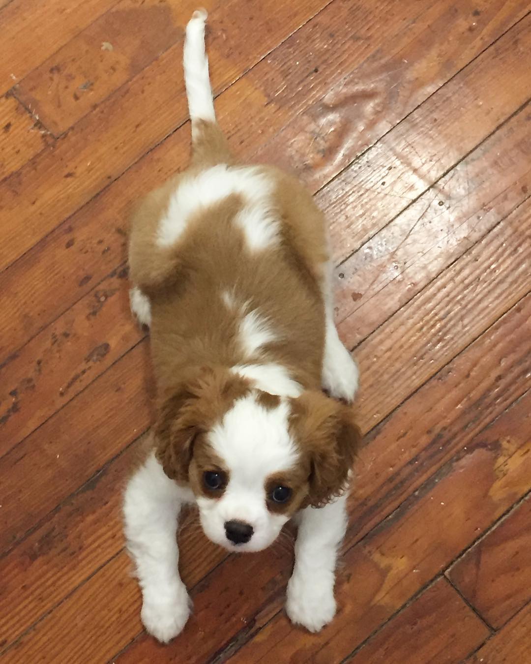 Kiria Female - Image 2