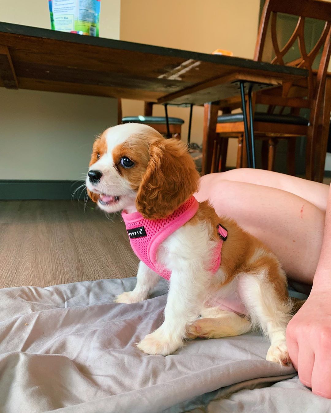 Luna Female - Image 3